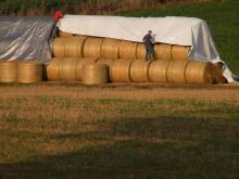 Photo by Carol Mills Weiger 2014