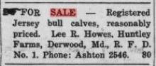 1940 Lee Howes selling jersey bull calves