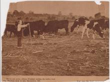 John Windolph with heifers ~ 1938